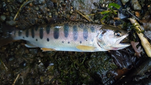 ヤマメの釣果