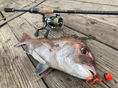 タイの釣果