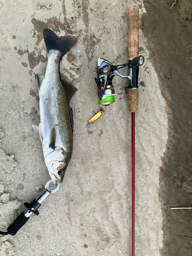 スズキの釣果