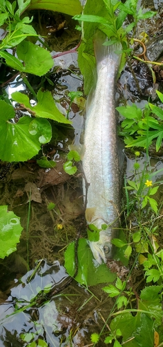 アメマスの釣果