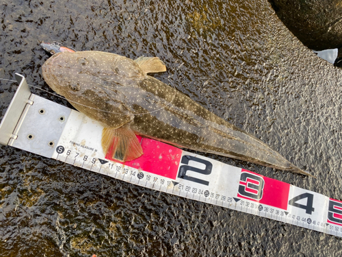 マゴチの釣果