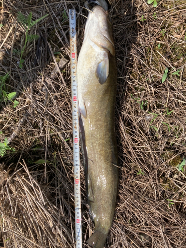 ナマズの釣果