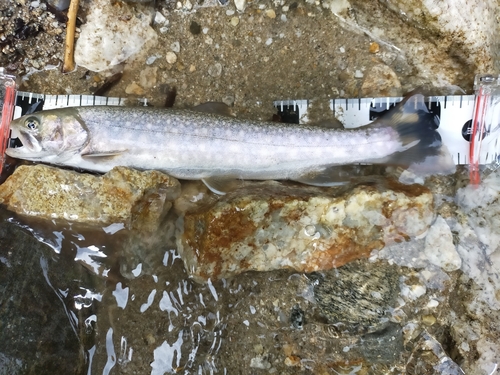 イワナの釣果