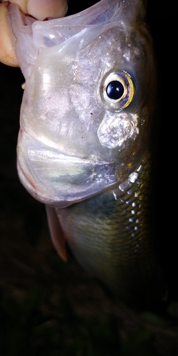 ハスの釣果