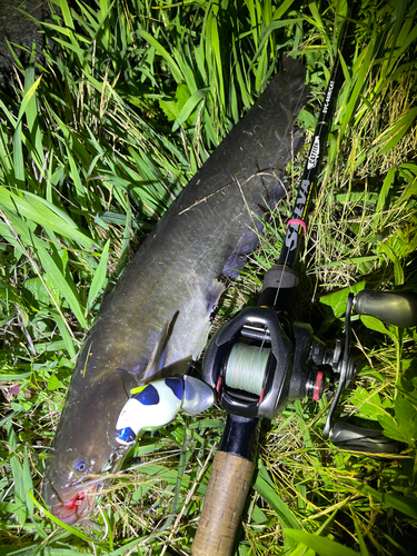 ナマズの釣果