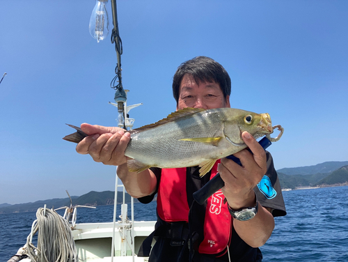 イサキの釣果