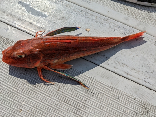 ホウボウの釣果