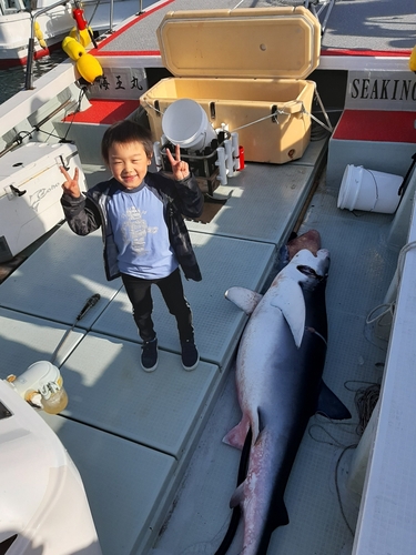 サメの釣果