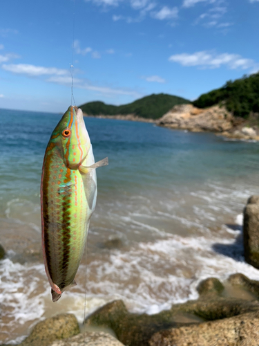 キュウセンの釣果