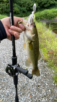 ラージマウスバスの釣果