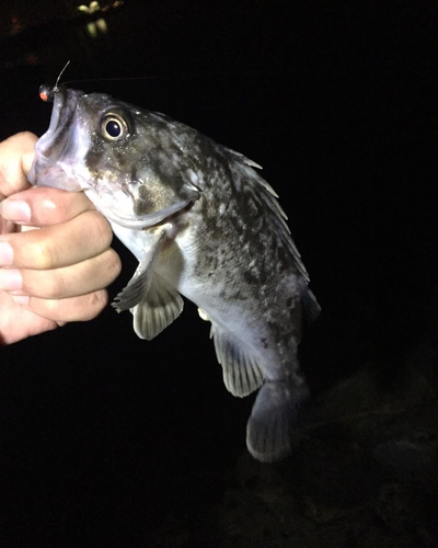 クロソイの釣果