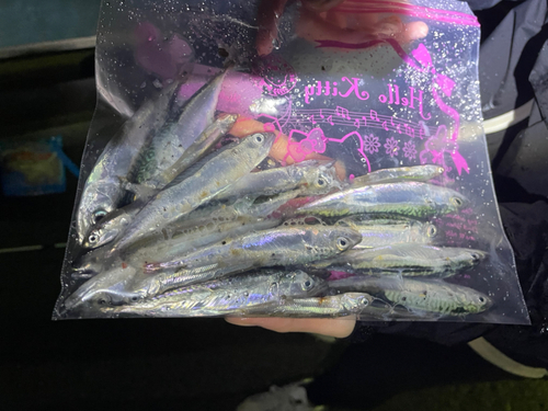 サバの釣果