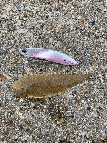 シタビラメの釣果