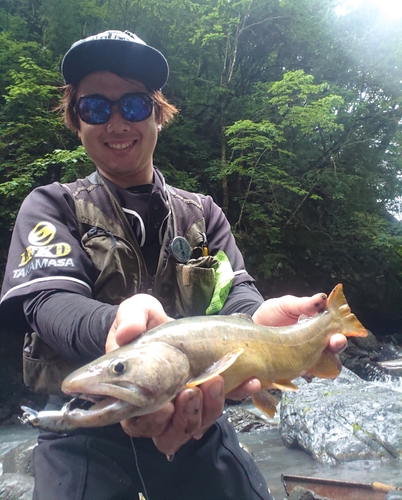 ヤマトイワナの釣果