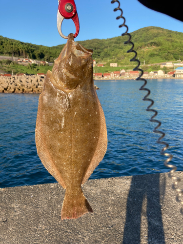 ヒラメの釣果