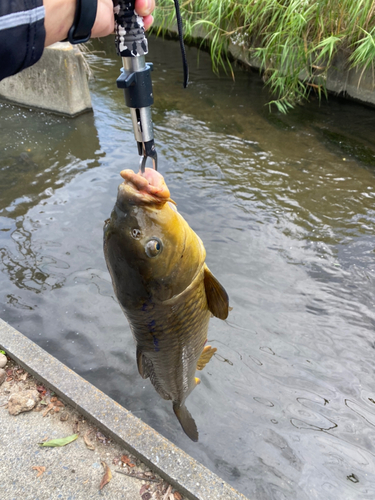 ニゴイの釣果