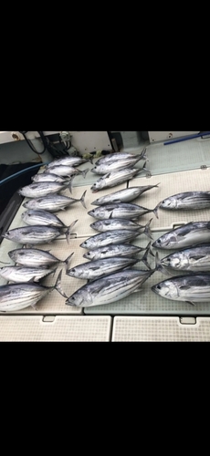 カツオの釣果