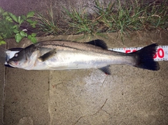 シーバスの釣果