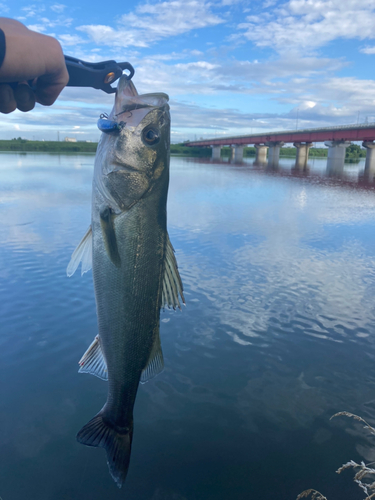 スズキの釣果