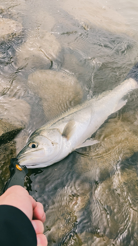 スズキの釣果