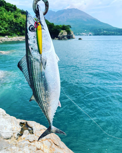 ハガツオの釣果