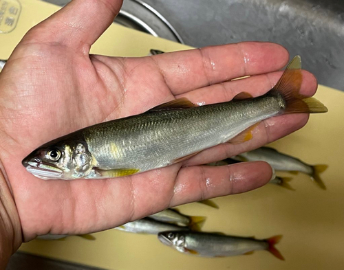 アユの釣果