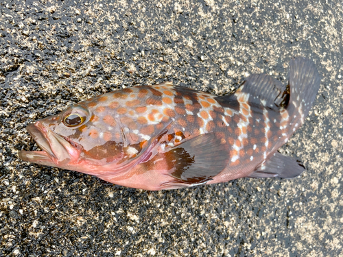 キジハタの釣果