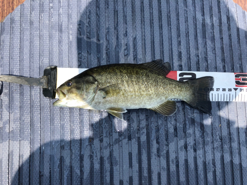 スモールマウスバスの釣果