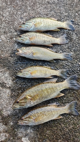 ブラックバスの釣果