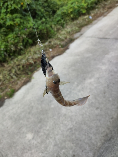 イトヒキハゼの釣果