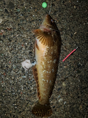 アブラコの釣果