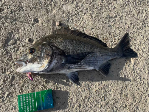 チヌの釣果