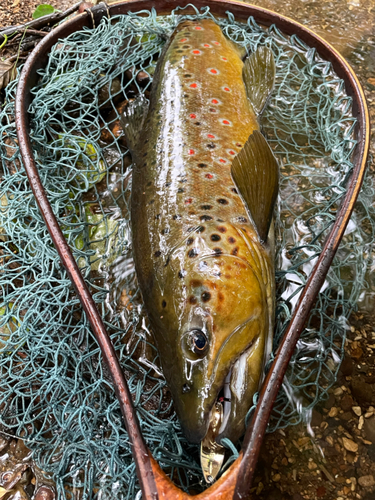 ブラウントラウトの釣果