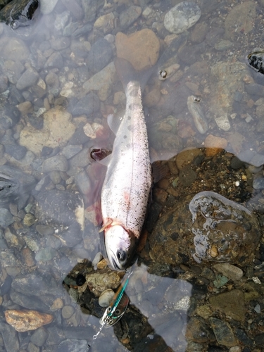 ヤマメの釣果