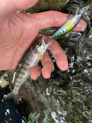 アマゴの釣果