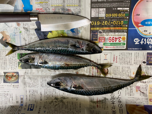 サバの釣果