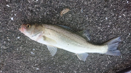 セイゴ（マルスズキ）の釣果