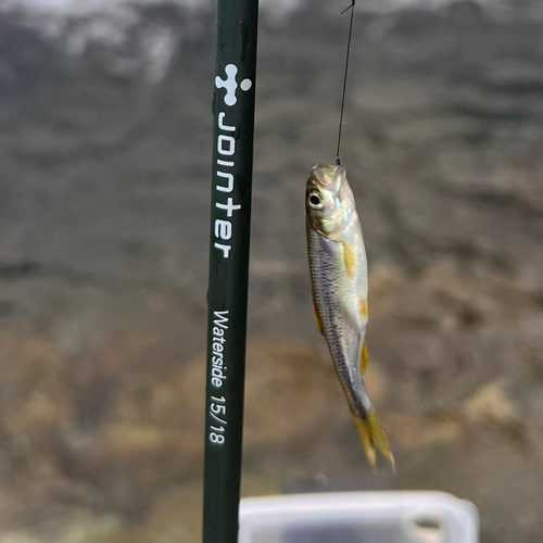 カワムツの釣果