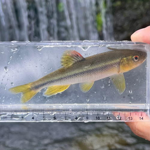 カワムツの釣果