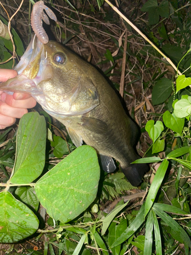 ブラックバスの釣果