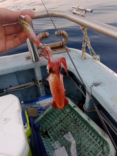 シロイカの釣果