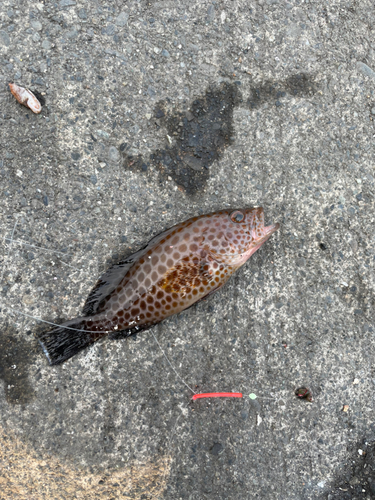 オオモンハタの釣果