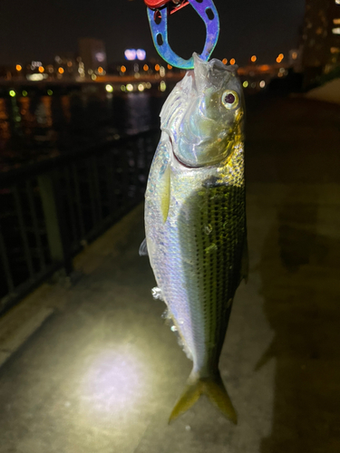 コノシロの釣果