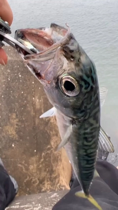 サバの釣果