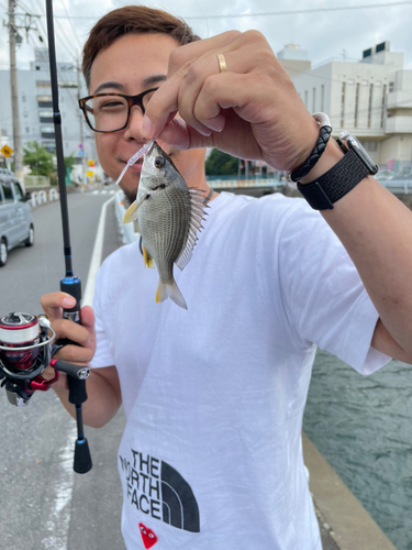 ヘダイの釣果