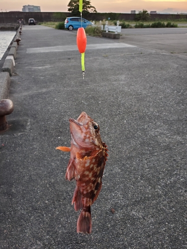 カサゴの釣果