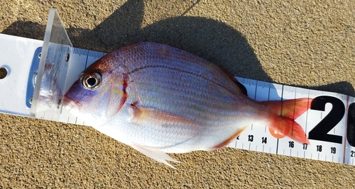 マダイの釣果