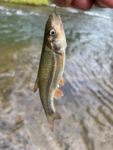 ウグイの釣果