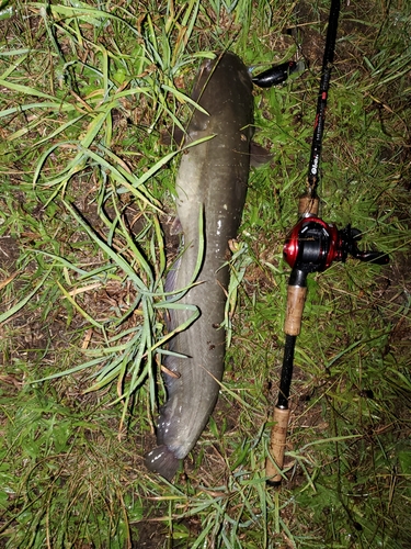 マナマズの釣果