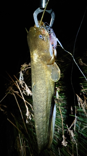 ニホンナマズの釣果